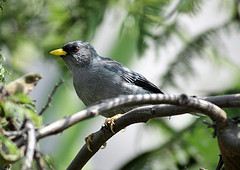 Xenospingus concolor