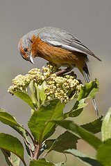 Poospiza erythrophrys