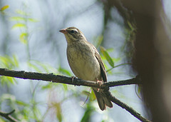 Poospiza hispaniolensis