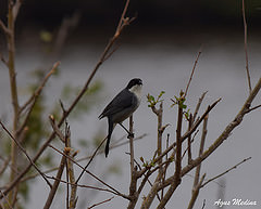 Poospiza melanoleuca