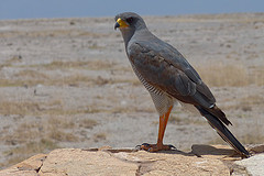 Melierax poliopterus