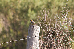 Sicalis luteocephala