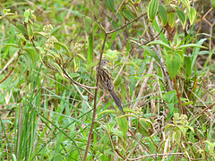 Emberizoides herbicola