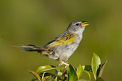 Emberizoides ypiranganus