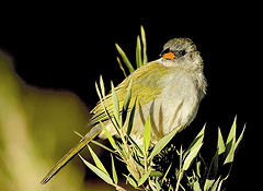 Embernagra platensis