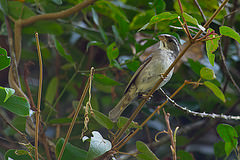 Sporophila frontalis