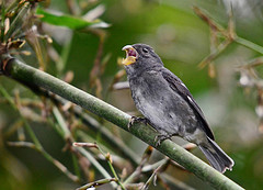 Sporophila falcirostris