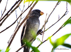 Sporophila schistacea