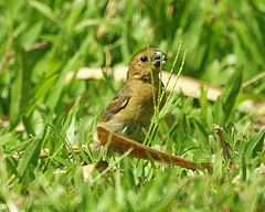 Sporophila intermedia