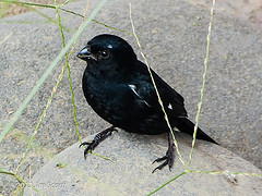 Sporophila americana