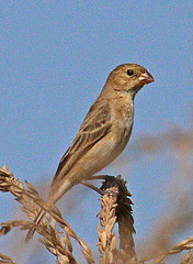 Sporophila torqueola