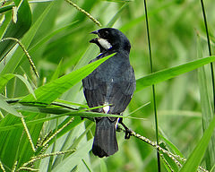 Sporophila bouvronides