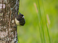 Sporophila nigricollis