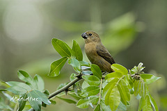 Sporophila caerulescens