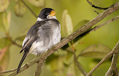 Sporophila albogularis