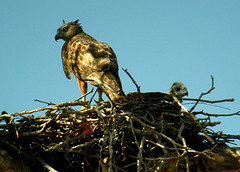 Erythrotriorchis radiatus