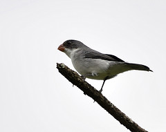 Sporophila leucoptera