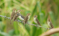 Sporophila peruviana