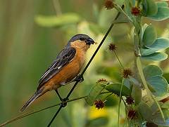 Sporophila hypoxantha