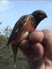 Sporophila ruficollis