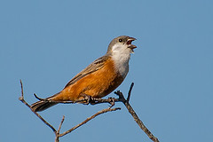 Sporophila palustris