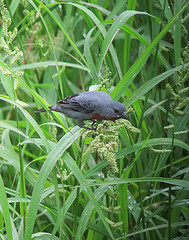 Sporophila castaneiventris