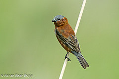 Sporophila cinnamomea