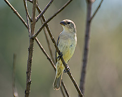 Sporophila melanogaster