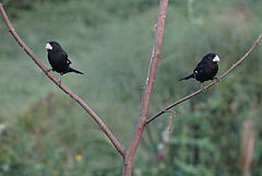 Oryzoborus crassirostris