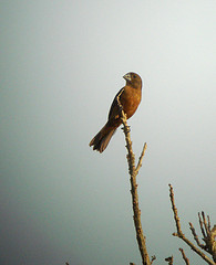 Oryzoborus maximiliani