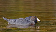 Hymenolaimus malacorhynchos