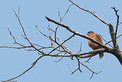 Accipiter superciliosus