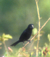 Oryzoborus atrirostris