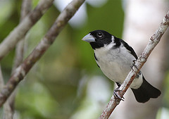 Dolospingus fringilloides