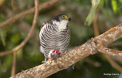 Accipiter collaris