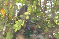 Loxipasser anoxanthus