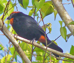 Loxigilla portoricensis