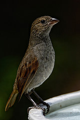 Loxigilla barbadensis