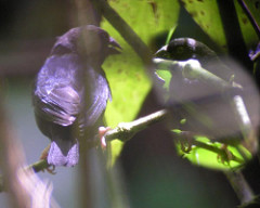 Melanospiza richardsoni