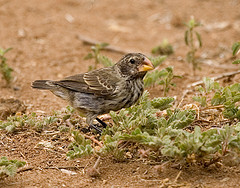 Geospiza magnirostris