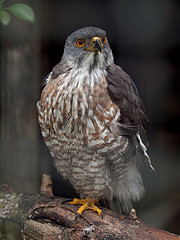 Accipiter trivirgatus