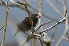 Geospiza conirostris