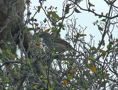 Platyspiza crassirostris