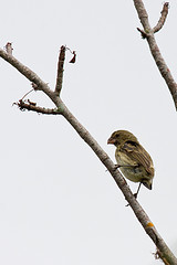 Camarhynchus psittacula