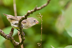 Camarhynchus parvulus