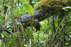 Camarhynchus pallidus