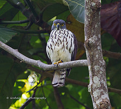 Accipiter griseiceps