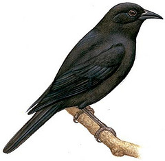 Pinaroloxias inornata