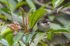 Nesospingus speculiferus