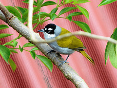 Phaenicophilus palmarum